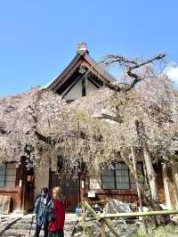 ศาลเจ้าน้ำแข็งไส Himuro Jinja Shrine, Nara