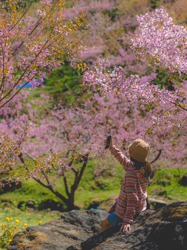 สะพานซากุระ ฟีลญี่ปุ่นญี่ใจสุดๆ 🌸