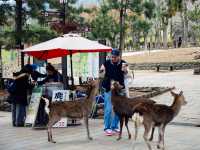 ไปให้อาหารน้องกวางที่เมืองนารา 🦌🇯🇵