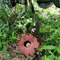 Rafflesia-Proud of Borneo