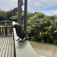 野生のキウイやオーロラが見れる！？ニュージーランド最南端の島🇳🇿