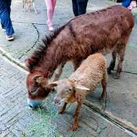 Marvelous Petting Zoo in the city!