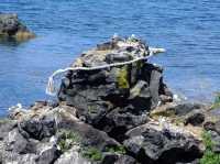 Face on Rocks in Hokkaido