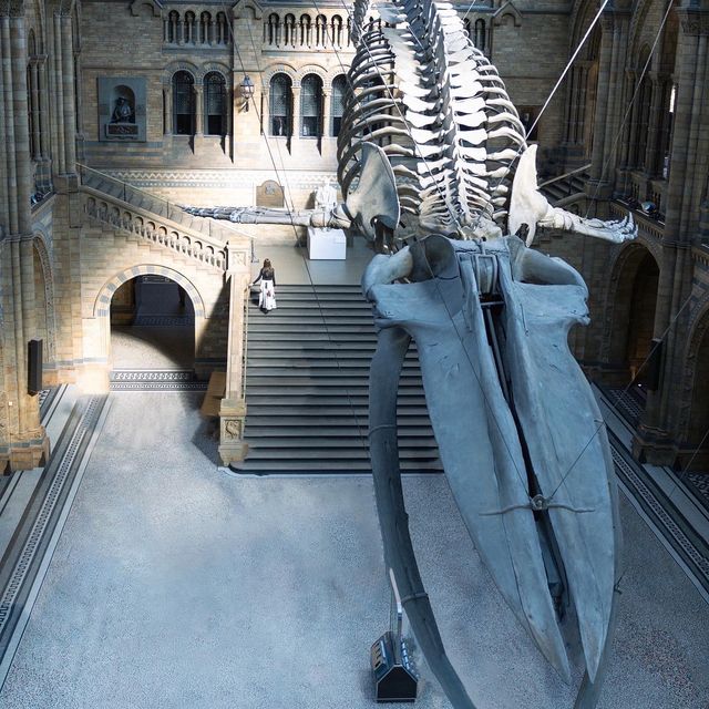 【イギリス】ナイトミュージアムの世界！自然史博物館
