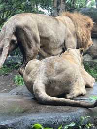 峇里與獅子🦁共餐❣️Tsavo Lion Restaurant‼️特色晚餐體驗