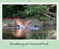 Bandhavgarh National Park 