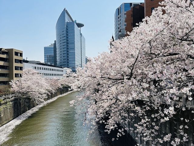 Sakura Season in Tokyo