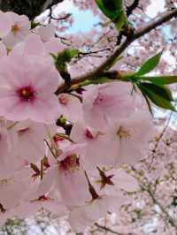 【福岡花見スポット】赤い橋が架かる花見スポット🌸