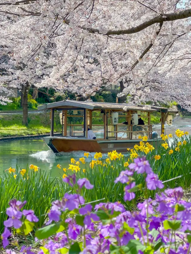 江戸時代の春の京都へタイムスリップ、伏見十石舟の桜