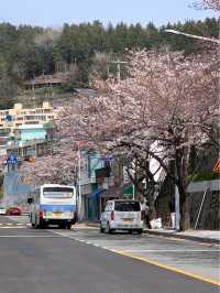 부산 벚꽃 명소 닥밭골벽화 마을 