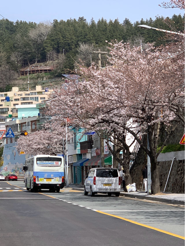 부산 벚꽃 명소 닥밭골벽화 마을 