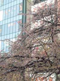 東京｜上野公園 櫻花盛開 日韓春天好去處🌸