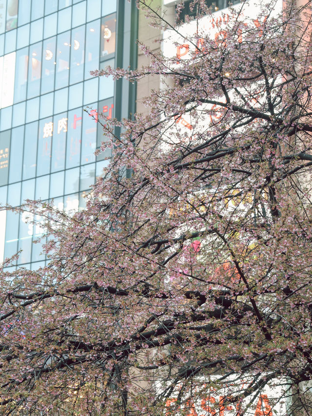 東京｜上野公園 櫻花盛開 日韓春天好去處🌸
