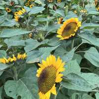 元朗信芯園：向日葵花海，搭76K巴士至石湖圍站