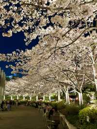 【東京ミッドタウン/東京都】200mの桜並木を昼も夜も堪能
