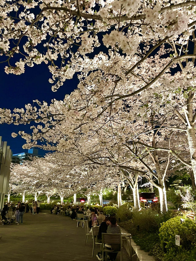【東京ミッドタウン/東京都】200mの桜並木を昼も夜も堪能