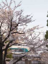 1kmにわたる桜並木が圧巻！隅田公園の桜🌸