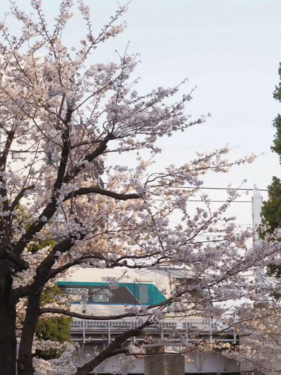 1kmにわたる桜並木が圧巻!隅田公園の桜🌸 | Trip.com 東京 1kmにわたる桜並木が圧巻!隅田公園の桜🌸 | Trip.com 東京