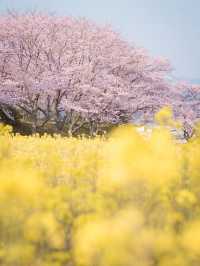 【関西に行くならココ！】関西の桜の名所紹介！🌸✨