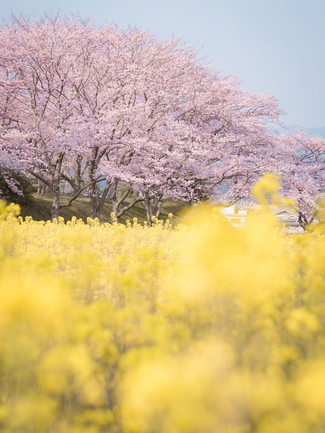 【関西に行くならココ！】関西の桜の名所紹介！🌸✨