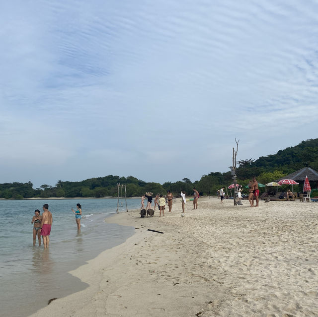 豬島🐽 