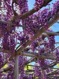 Ashikaga Flower Park