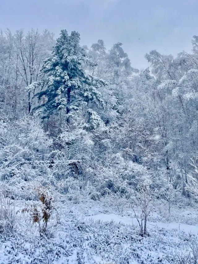 겨울왕국에 온듯 아름다운 눈꽃 ❄️ 겨울의 자연을 감상할 수 있는 강원도 여행지 추천