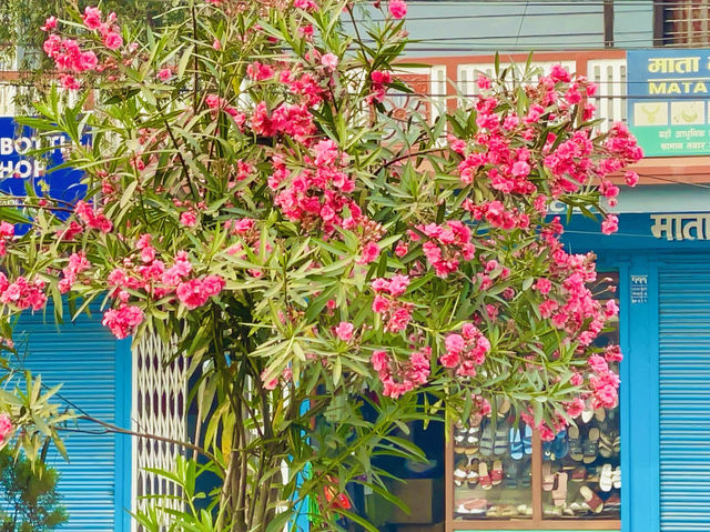 Blossoms cast a spell of enchantment🌸🇳🇵