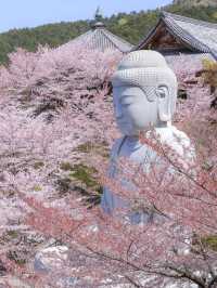奈良樱花大佛：春日裏的靈魂洗禮