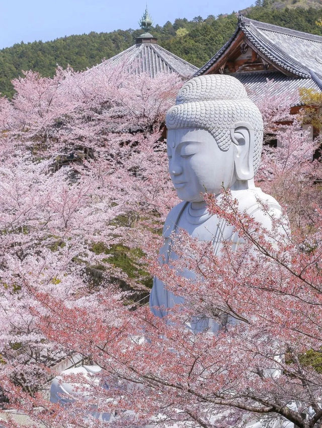 奈良樱花大佛：春日裏的靈魂洗禮