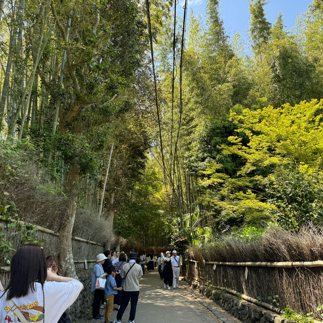京都嵐山竹林綠竹環繞