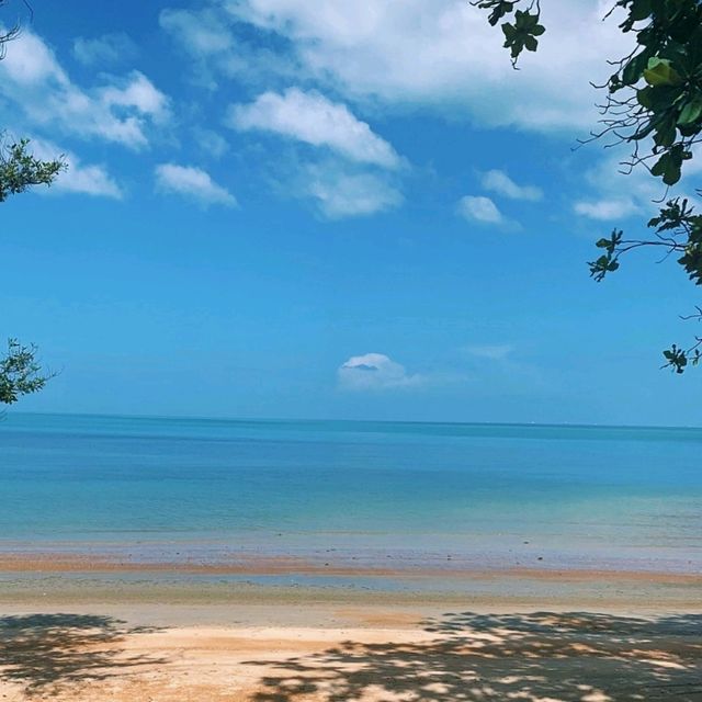 ⛱️ Coconut Trees & Beach Bliss