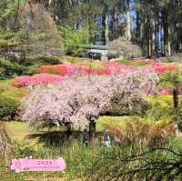 Blooming Paradise: Unwinding at the Dandenong Ranges Botanic Garden
