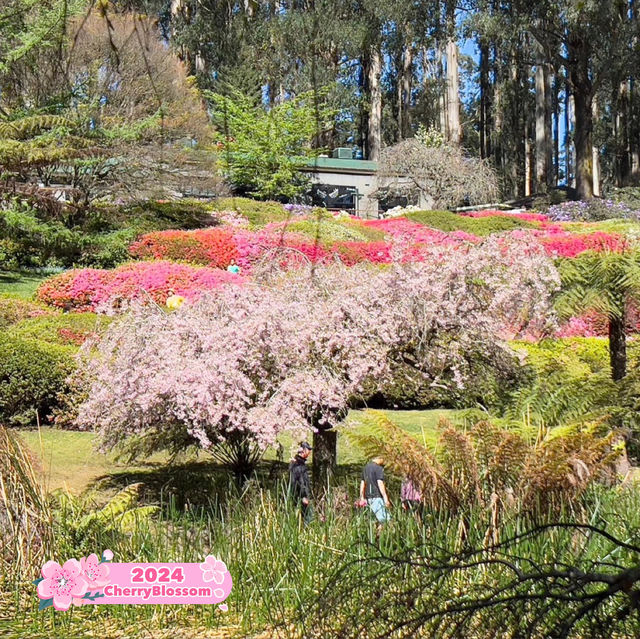 Blooming Paradise: Unwinding at the Dandenong Ranges Botanic Garden