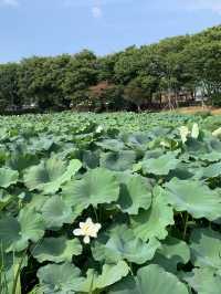 전라남도 무안 회산 백련지 가볼만한 곳 연꽃 명소 추천🪷