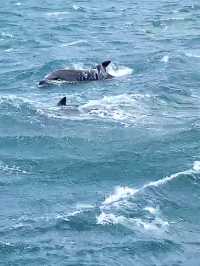 【天草観光】イルカに会える可能性90%以上🐬天草イルカウォッチング🐬