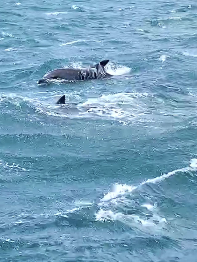【天草観光】イルカに会える可能性90%以上🐬天草イルカウォッチング🐬