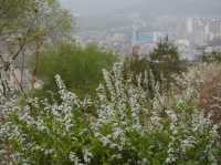 【首爾景點】「駱山公園」：韓劇拍攝熱點，欣賞花卉和首爾風景好去處‼️