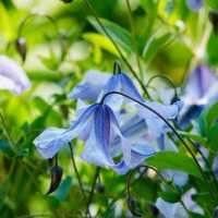 Ashikaga Flower Park