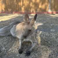 【澳洲墨爾本】野生動物園近距離互動白化袋鼠