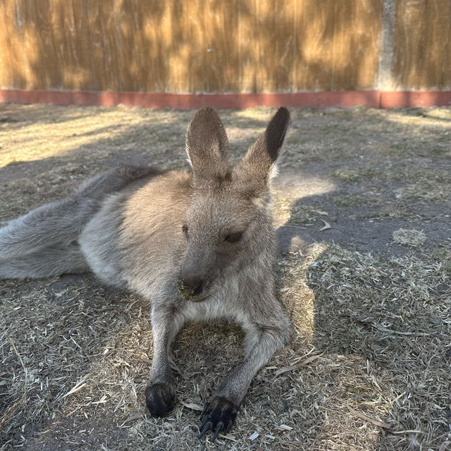 【澳洲墨爾本】野生動物園近距離互動白化袋鼠