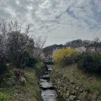 Sendai Sakura 3-7 Apr 2024