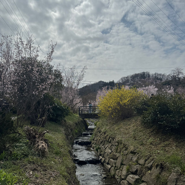 Sendai Sakura 3-7 Apr 2024