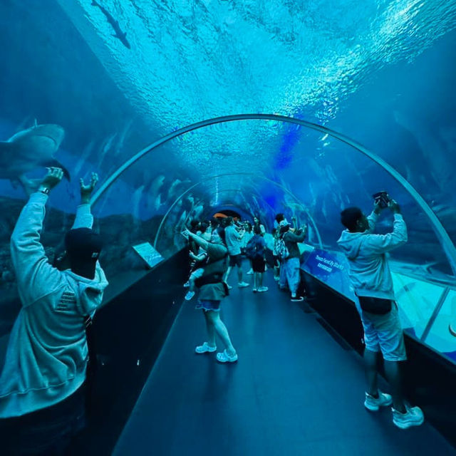 A Splashing Good Time at SEA Aquarium Sentosa