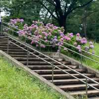 「青羅中央湖公園」湖光山色～感受大自然韻味