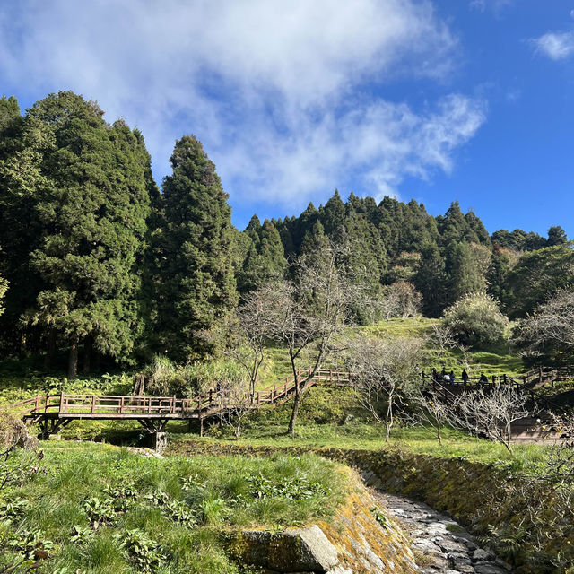 Alishan Taiwan