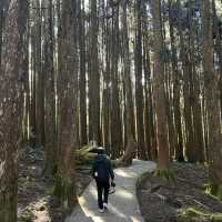 Alishan Taiwan