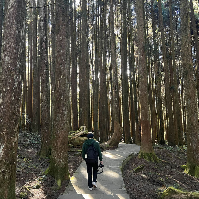 Alishan Taiwan