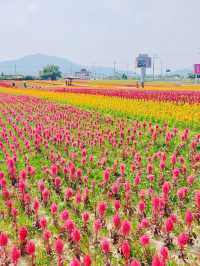 韓国でカラフルなお花と青空を楽しもう！🌸🇰🇷