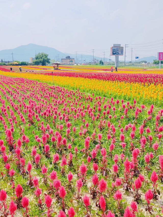 韓国でカラフルなお花と青空を楽しもう！🌸🇰🇷